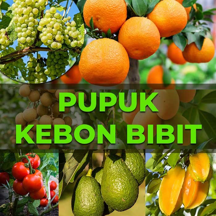 Jangan Pakai Pupuk Sembarangan, Pupuk Kebon Kopi Solusinya