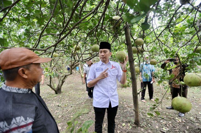 Sambangi Petani Jeruk Pamelo, Ibas Serap Aspirasi Warga Terkait Kelangkaan Pupuk Subsidi