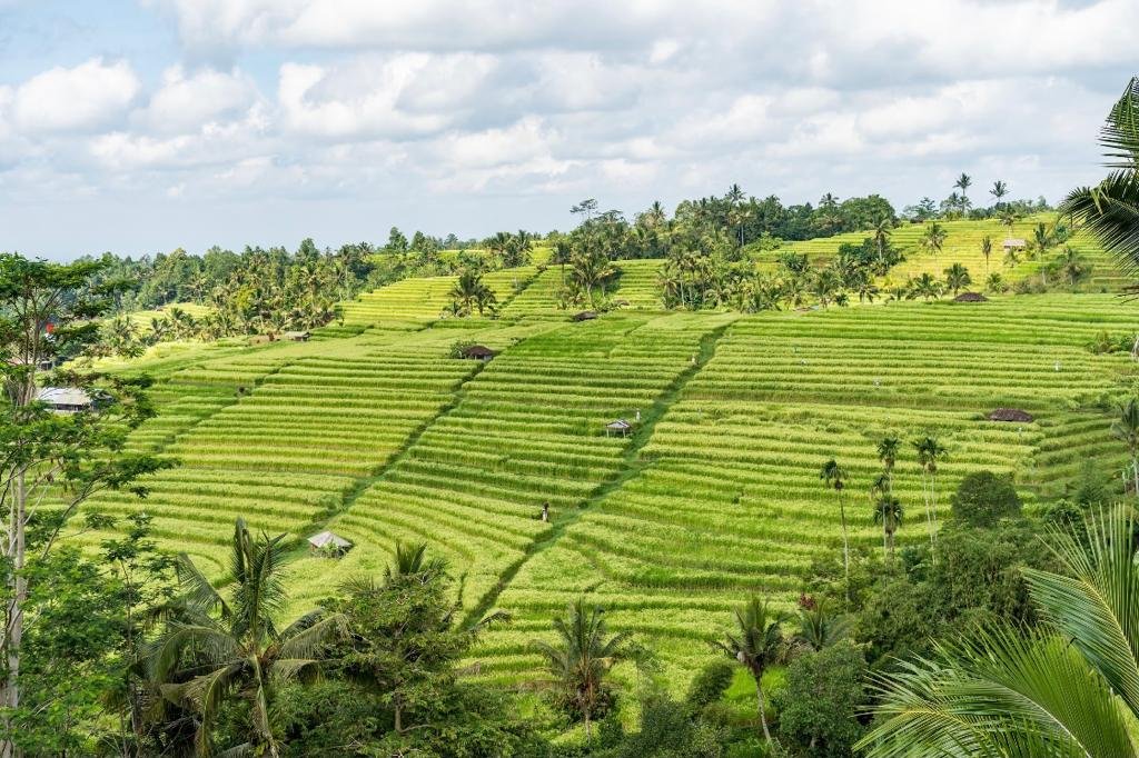 Kemenparekraf: Desa Wisata Jatiluwih Tabanan Bali Representasi Wisata Berkelanjutan