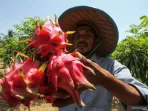 Manfaat Buah Naga, Bisa Bikin Kulit Kencang dan Elastis