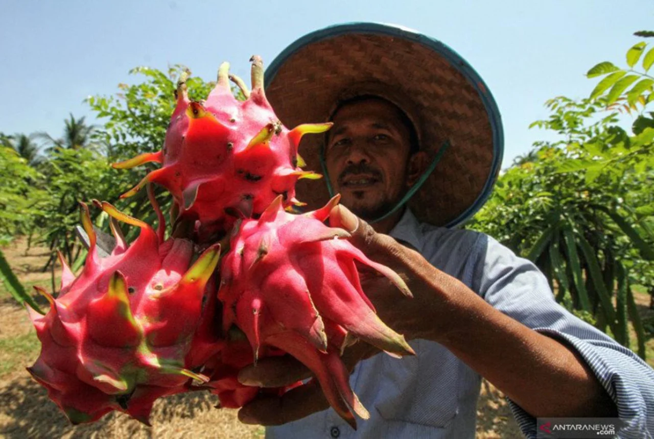 Manfaat Buah Naga, Bisa Bikin Kulit Kencang dan Elastis