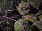 Besok, 2000 Durian Bakal Hiasi Festival di Lombang, Gratis!