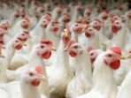 Uji Coba Ekspor Ayam Potong ke Negeri Tetangga