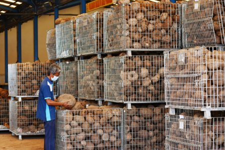 Porang untuk Bahan Baku Kertas Berharga