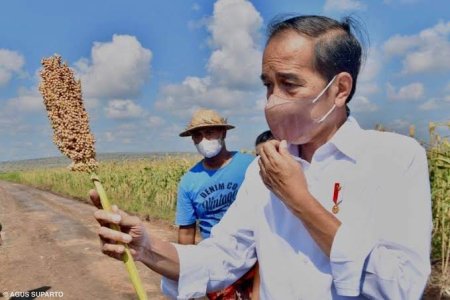 Menjadikan Sorgum sebagai Alternatif Gandum