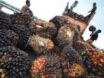 Geliat Penghiliran Mulai Menuai Hasil