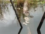 Diduga Tercemar Limbah, Ikan Petani Tambak Banyak Mati di Desa Kasano