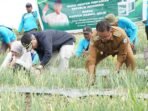 Wamentan Dorong Food Estate Di Majene Jadi Lumbung Pangan