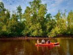 Unik! Empat Lapis Hutan Mangrove di Pesisir Bangka